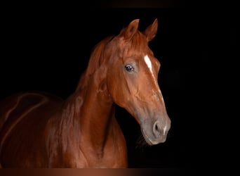 Schweizer Warmblut, Stute, 28 Jahre, 165 cm, Fuchs