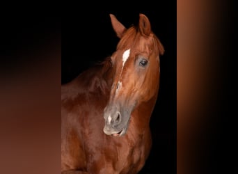 Schweizer Warmblut, Stute, 28 Jahre, 165 cm, Fuchs