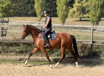Schweizer Warmblut, Stute, 3 Jahre, 161 cm, Brauner