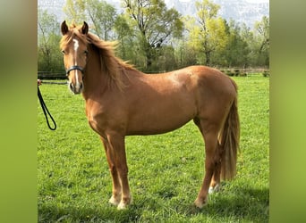 Schweizer Warmblut Mix, Stute, 3 Jahre, 163 cm, Fuchs