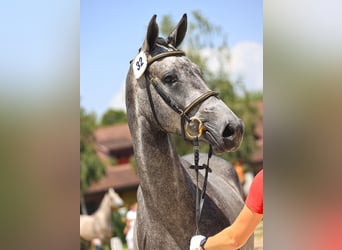 Schweizer Warmblut, Stute, 3 Jahre, 164 cm, Schimmel