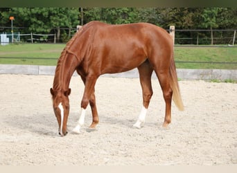 Schweizer Warmblut, Stute, 3 Jahre, 168 cm, Fuchs