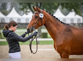Schweizer Warmblut, Stute, 4 Jahre, 161 cm, Brauner
