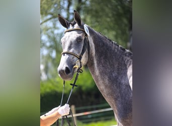 Schweizer Warmblut, Stute, 4 Jahre, 165 cm, Schimmel