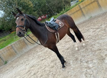 Schweizer Warmblut, Stute, 4 Jahre, 166 cm, Brauner