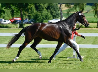 Schweizer Warmblut, Stute, 4 Jahre, 172 cm, Brauner