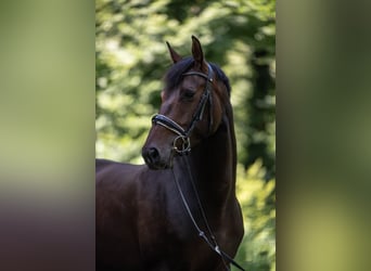 Schweizer Warmblut, Stute, 5 Jahre, 160 cm, Dunkelbrauner