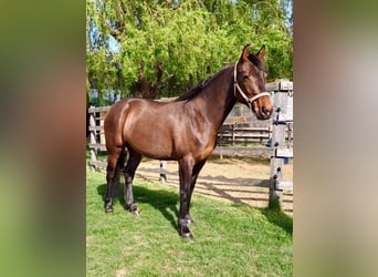 Schweizer Warmblut Mix, Stute, 5 Jahre, 161 cm, Dunkelbrauner