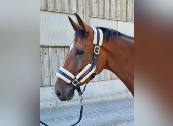 Schweizer Warmblut, Stute, 5 Jahre, 167 cm, Brauner