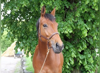 Schweizer Warmblut, Stute, 5 Jahre, 170 cm, Brauner