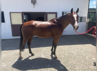 Schweizer Warmblut, Stute, 5 Jahre, 170 cm, Brauner