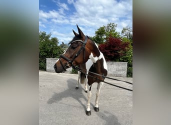 Schweizer Warmblut, Stute, 5 Jahre