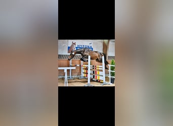 Schweizer Warmblut, Stute, 6 Jahre, 163 cm, Dunkelbrauner