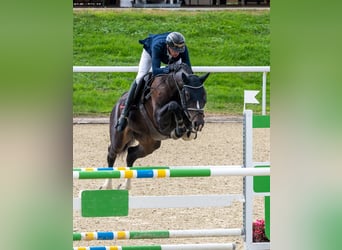 Schweizer Warmblut, Stute, 6 Jahre, Schwarzbrauner