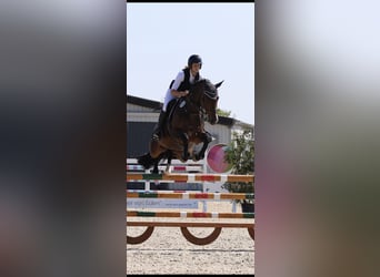 Schweizer Warmblut, Stute, 7 Jahre, 164 cm, Brauner