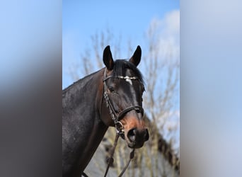 Schweizer Warmblut, Stute, 7 Jahre, 165 cm, Dunkelbrauner