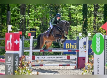 Schweizer Warmblut, Stute, 7 Jahre, 166 cm, Dunkelbrauner