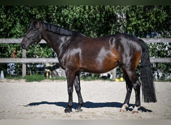 Schweizer Warmblut, Stute, 7 Jahre, 166 cm, Dunkelbrauner