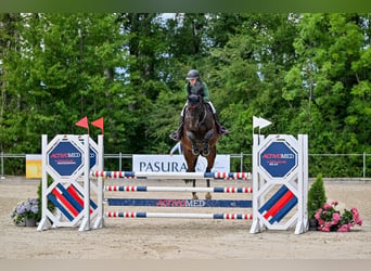 Schweizer Warmblut, Stute, 7 Jahre, 166 cm, Dunkelbrauner