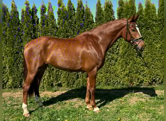 Schweizer Warmblut, Stute, 7 Jahre, 166 cm, Fuchs