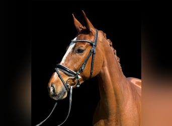 Schweizer Warmblut, Stute, 7 Jahre, 166 cm, Fuchs