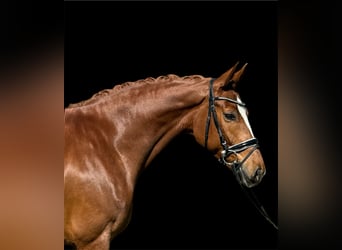 Schweizer Warmblut, Stute, 7 Jahre, 166 cm, Fuchs