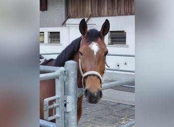 Schweizer Warmblut, Stute, 7 Jahre, 168 cm, Brauner