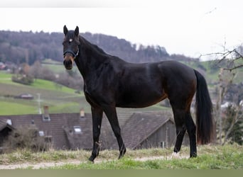 Schweizer Warmblut, Stute, 7 Jahre, 170 cm, Brauner