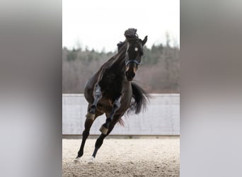Schweizer Warmblut, Stute, 7 Jahre, 170 cm, Brauner
