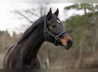 Schweizer Warmblut, Stute, 7 Jahre, 170 cm, Brauner