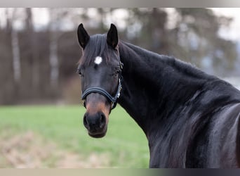 Schweizer Warmblut, Stute, 7 Jahre, 170 cm, Brauner