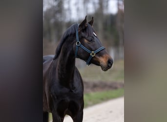 Schweizer Warmblut, Stute, 7 Jahre, 170 cm, Brauner