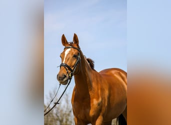 Schweizer Warmblut, Stute, 7 Jahre, 174 cm, Fuchs