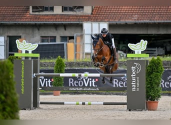 Schweizer Warmblut, Stute, 8 Jahre, 162 cm, Brauner