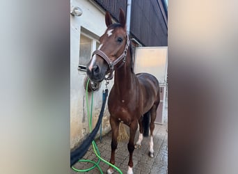 Schweizer Warmblut, Stute, 8 Jahre, 162 cm, Dunkelfuchs