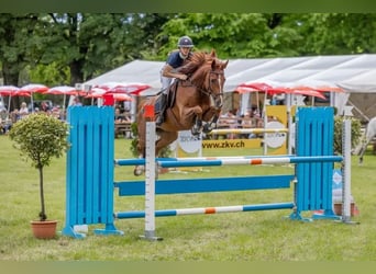 Schweizer Warmblut, Stute, 8 Jahre, 162 cm, Fuchs