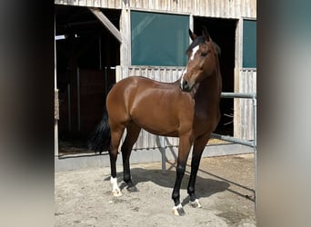 Schweizer Warmblut, Stute, 8 Jahre, 165 cm, Brauner