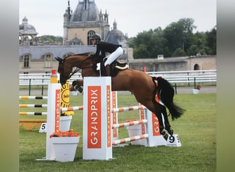 Schweizer Warmblut, Stute, 8 Jahre, 167 cm, Brauner