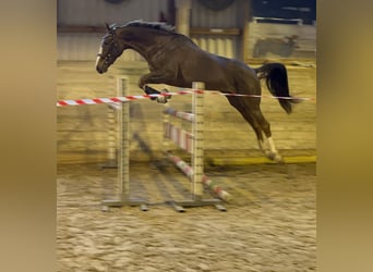 Schweizer Warmblut, Stute, 8 Jahre, 170 cm, Dunkelfuchs