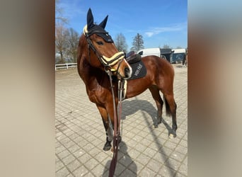 Schweizer Warmblut, Stute, 8 Jahre, Brauner