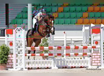 Schweizer Warmblut, Stute, 9 Jahre, 163 cm, Brauner
