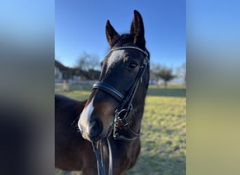 Schweizer Warmblut, Stute, 9 Jahre, 165 cm, Dunkelbrauner