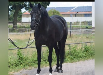 Schweizer Warmblut, Stute, 9 Jahre, 166 cm, Dunkelfuchs