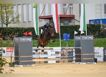 Schweizer Warmblut, Stute, 9 Jahre, 167 cm, Dunkelbrauner