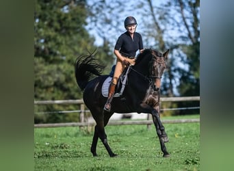 Schweizer Warmblut, Stute, 9 Jahre, 167 cm, Dunkelbrauner