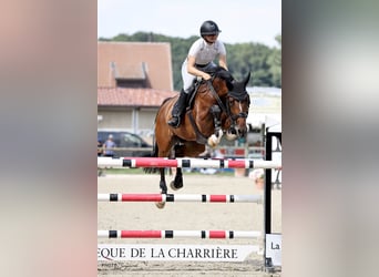 Schweizer Warmblut, Stute, 9 Jahre, 172 cm, Brauner