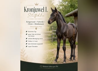 Schweizer Warmblut, Stute, Fohlen (02/2026), 170 cm, Dunkelbrauner