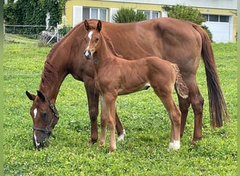 Schweizer Warmblut, Stute, Fohlen (06/2025), Fuchs