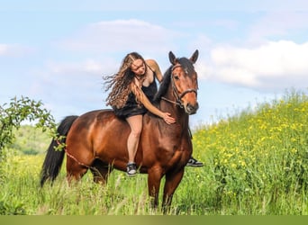 Schweizer Warmblut, Wallach, 10 Jahre, 165 cm, Brauner