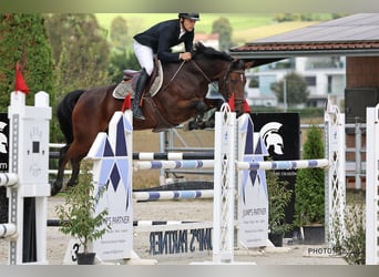 Schweizer Warmblut, Wallach, 10 Jahre, 165 cm, Brauner